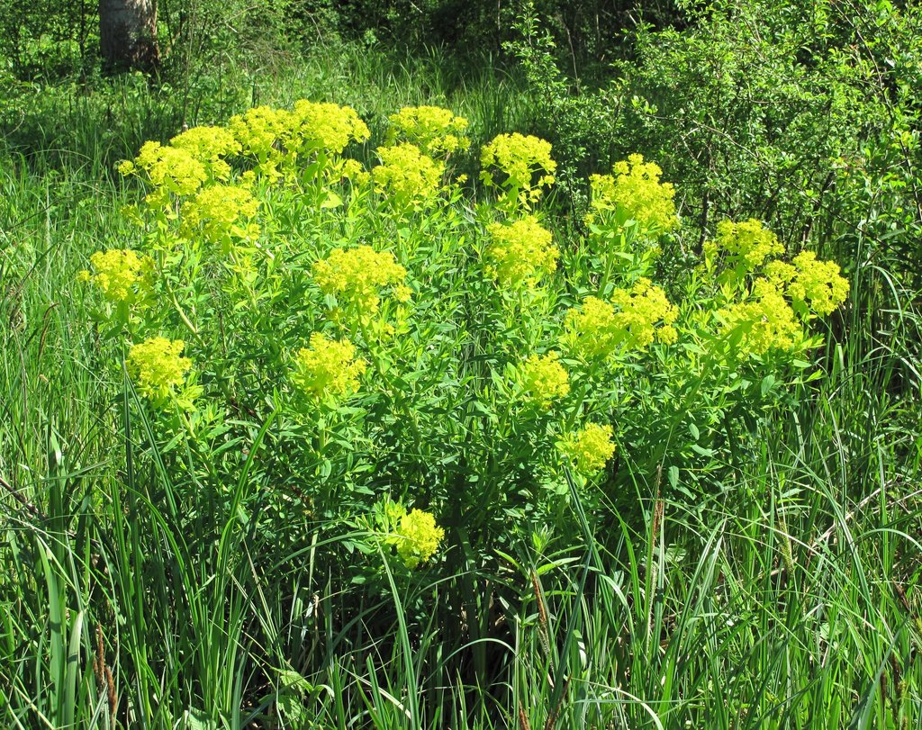 Euphorbia palustris